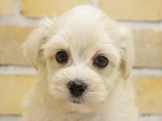 広島県のハーフ犬・ミックス犬 (ペッツワン広島LECT店/2024年5月13日生まれ/男の子/クリーム)の子犬